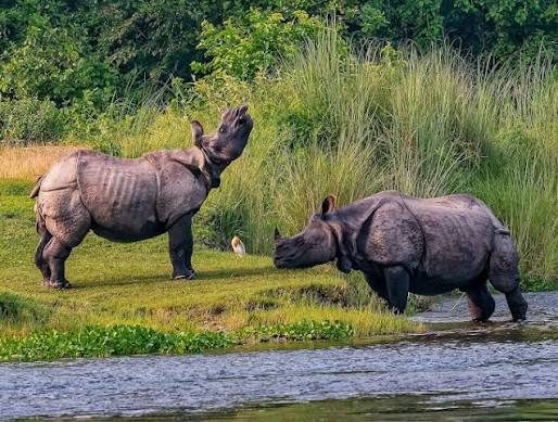 Chitwan
